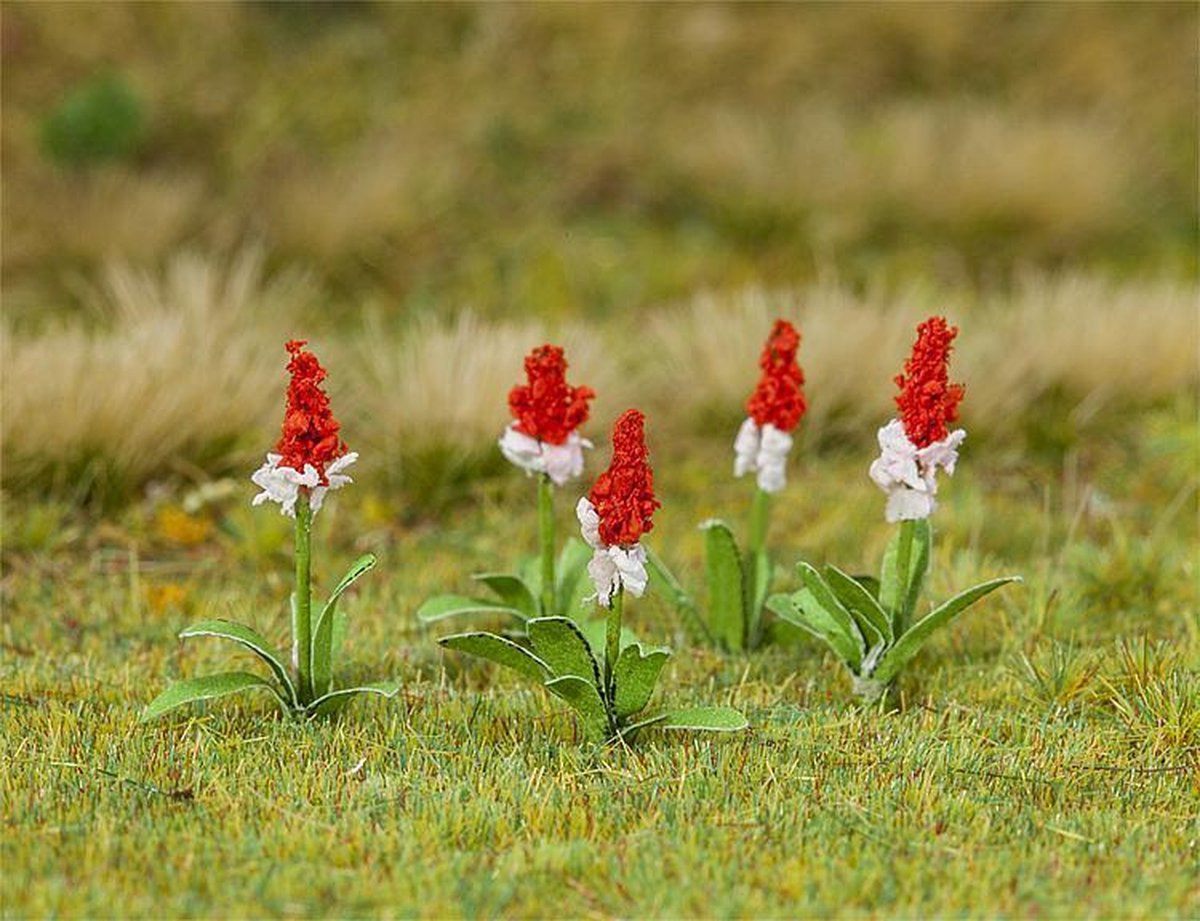 Faller - 32 Orchideeprimula