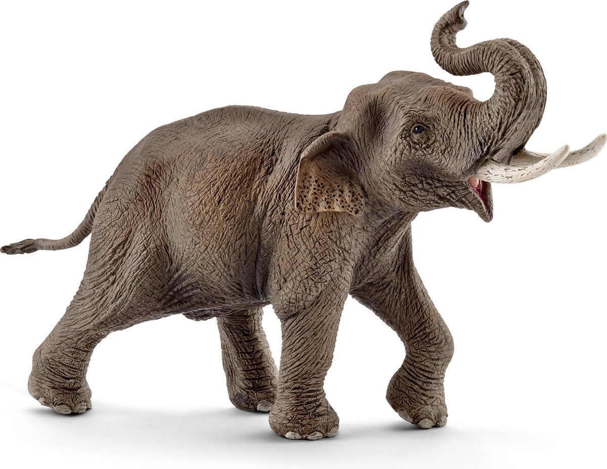 Aziatische Olifant Mannetje