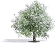 Busch - Apfelbaum 75 Mm Bluhend H0 (3/21) * - BU3651