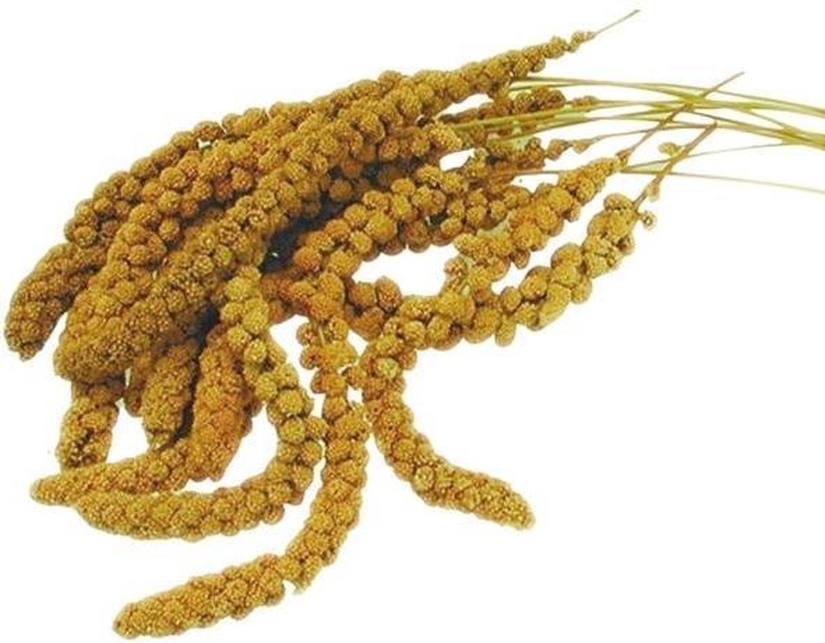Trosgierst voor vogels - 250 gram - set van 4 stuks