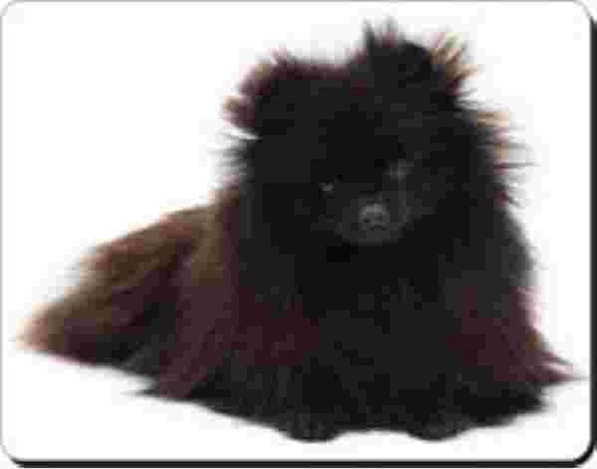 Pomeranian Zwart Muismat