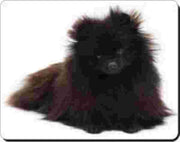 Pomeranian Zwart Muismat