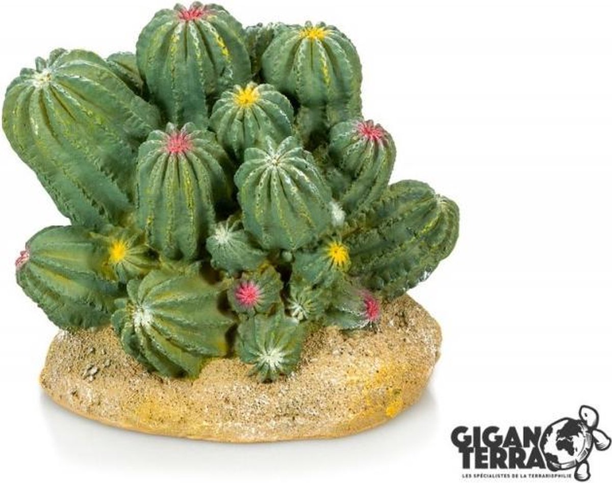 Giganterra Cactus 12x10
