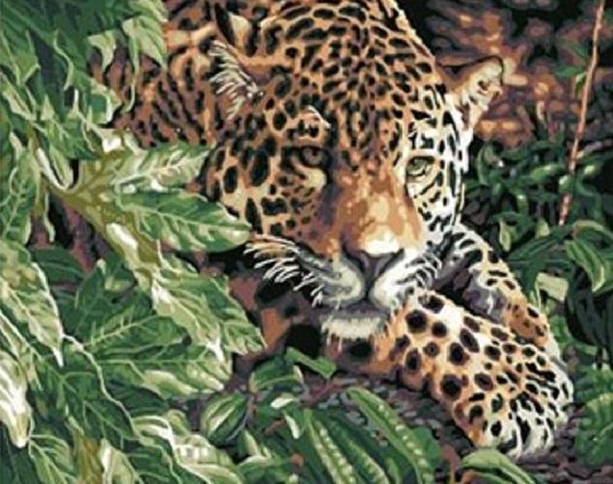 Paint By Numbers - Schilderen op Nummer - Luipaard in het Wild - 50x40cm - Volwassenen & Kinderen - Stipco