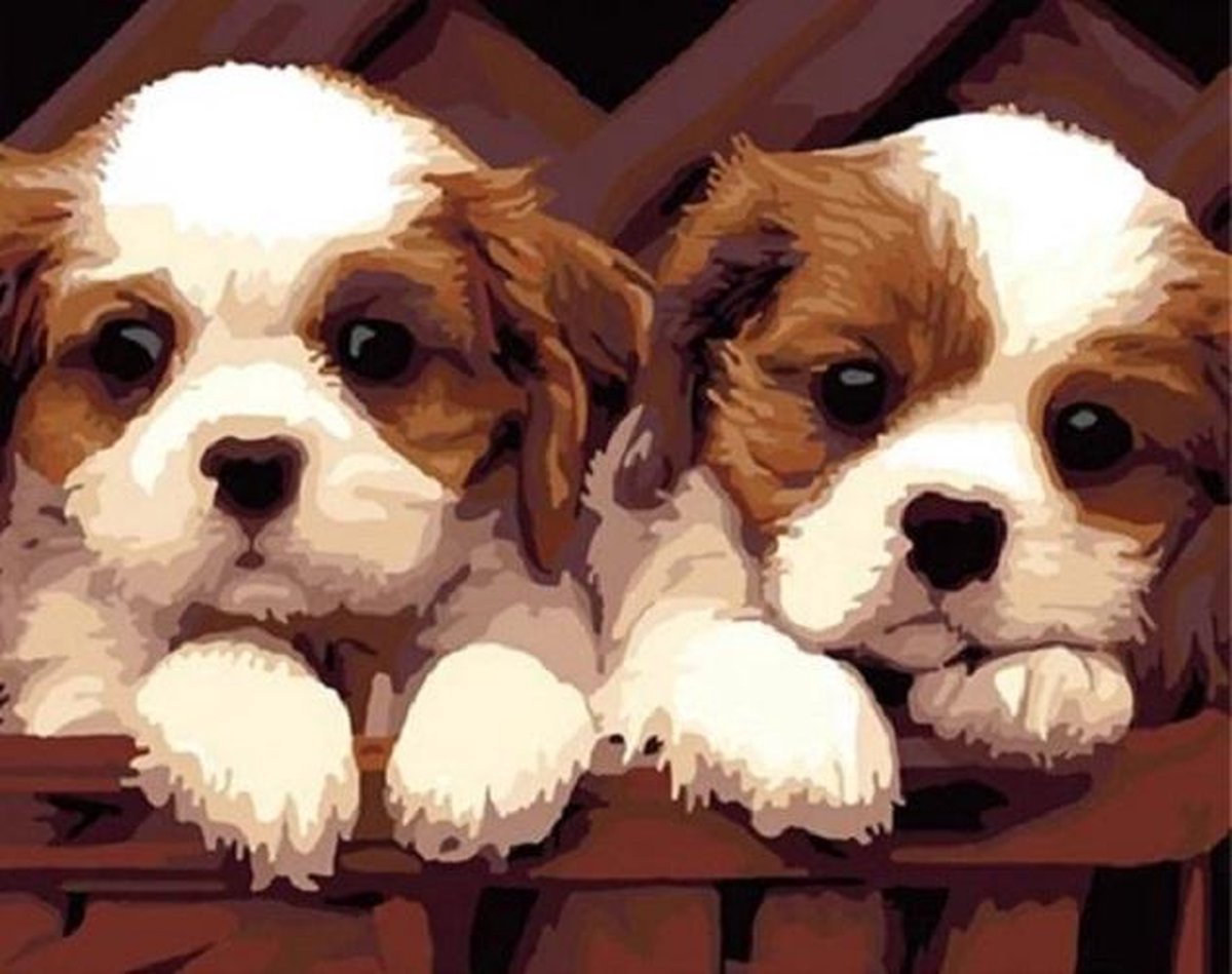 Paint By Numbers - Schilderen op Nummer - 2 Hondjes - 50x40cm - Volwassenen & Kinderen - Stipco