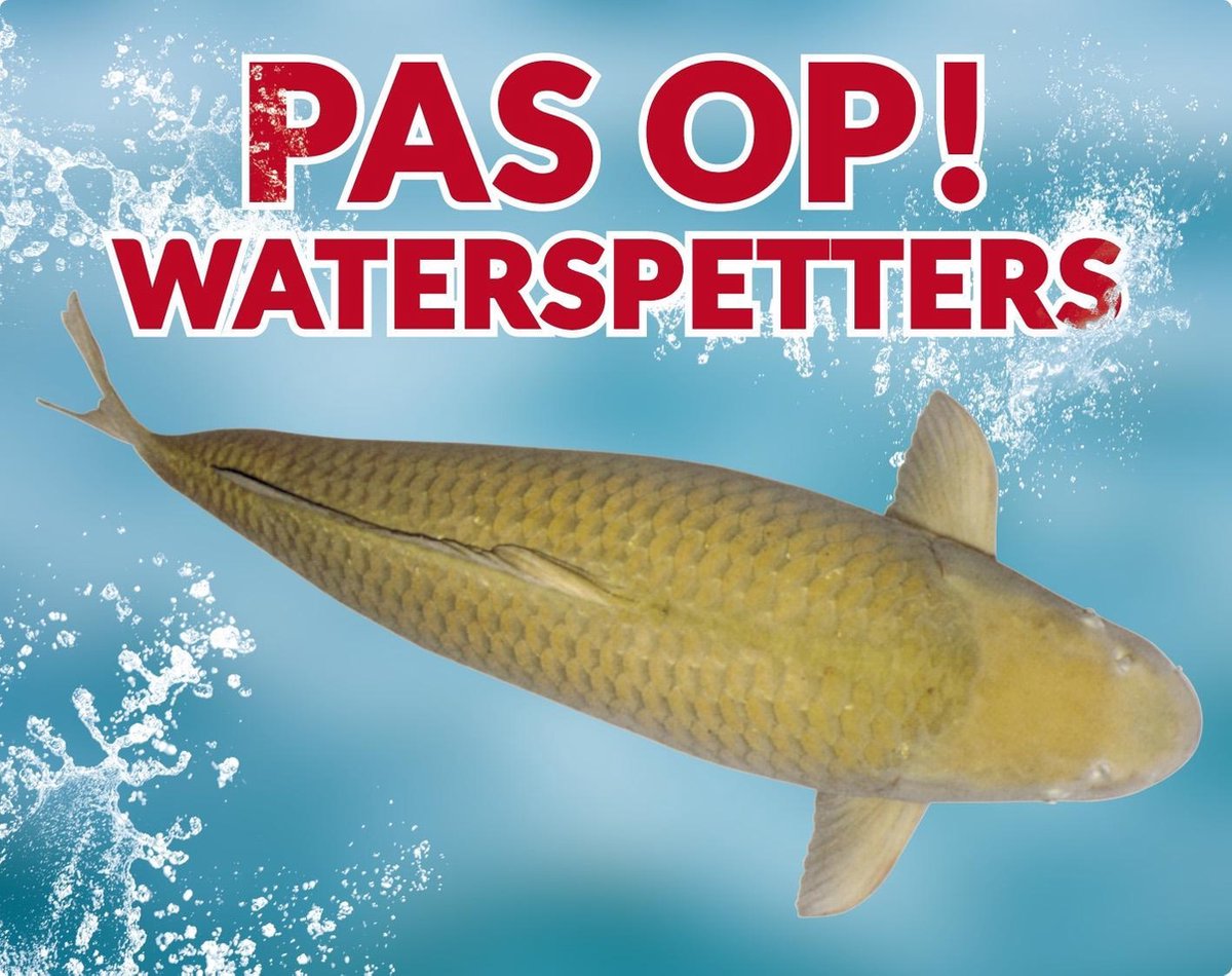 Pas op! Waterspetters 92 chagoi waakbord met een gekleurde achtergrond