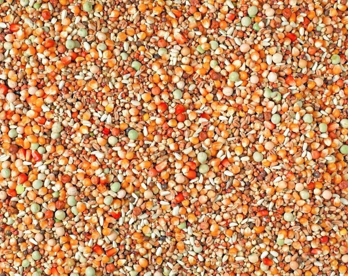 Natural jonge duiven maxi 2m popcorn mais 25KG