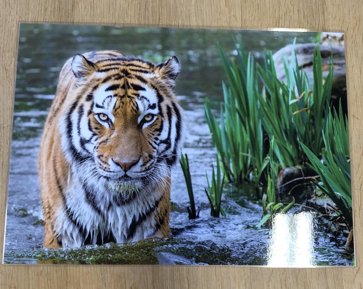 Cadeautip ! Dierenplacemats set van 6 stuks