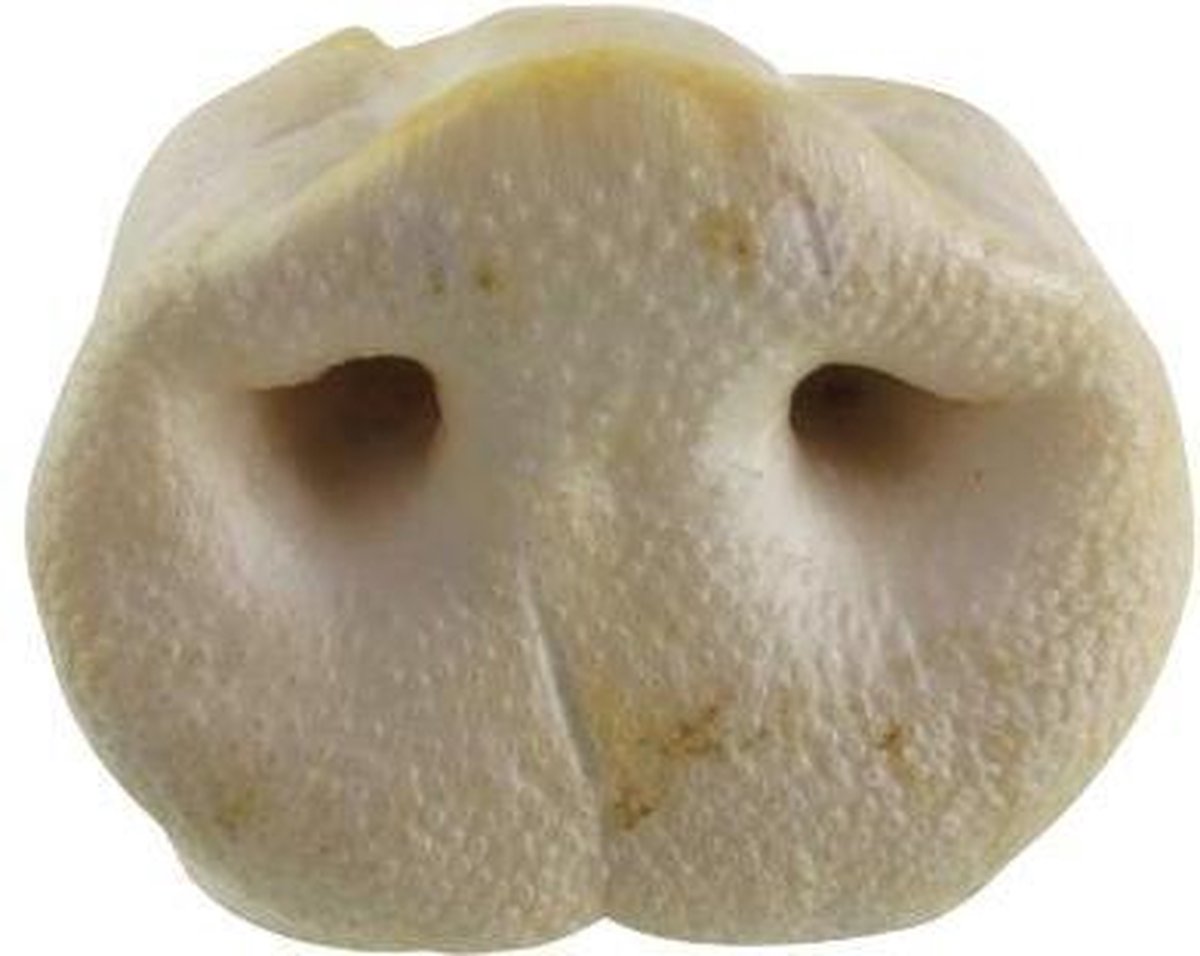 Petsnack varkensneuzen - 10x8x4 cm - 25 stuks