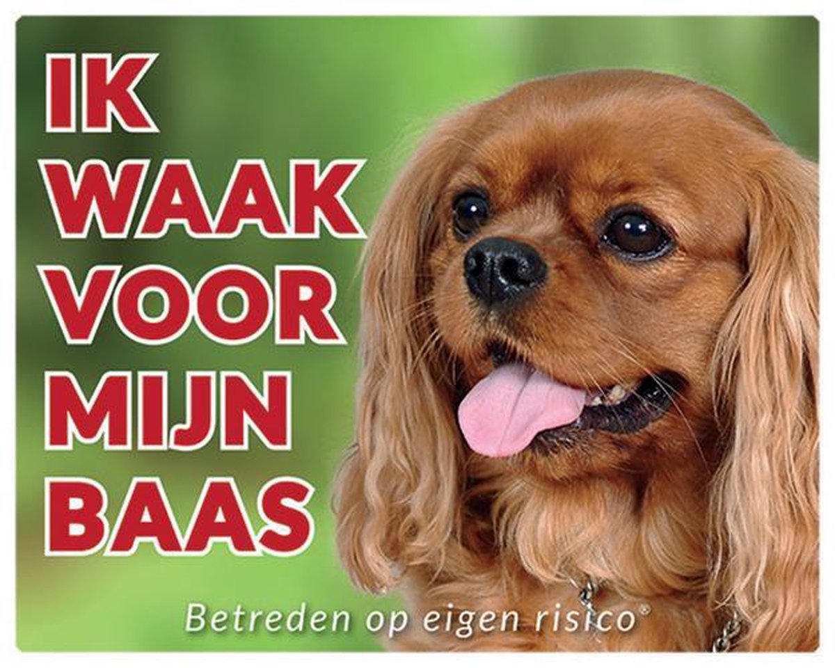 Cavalier king charles spaniel Waakbord - Ik waak voor mijn baas