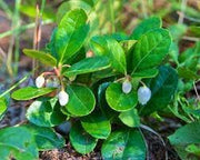 A&M Wintergroen 100% pure Etherische olie