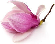 Magnolia olie