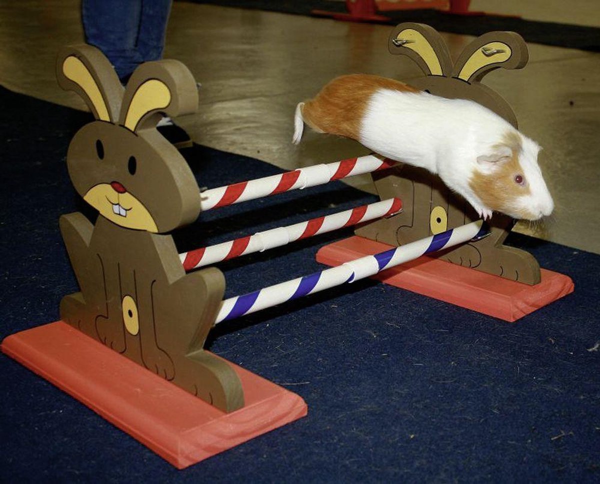 Agility sprong voor knaagdieren
