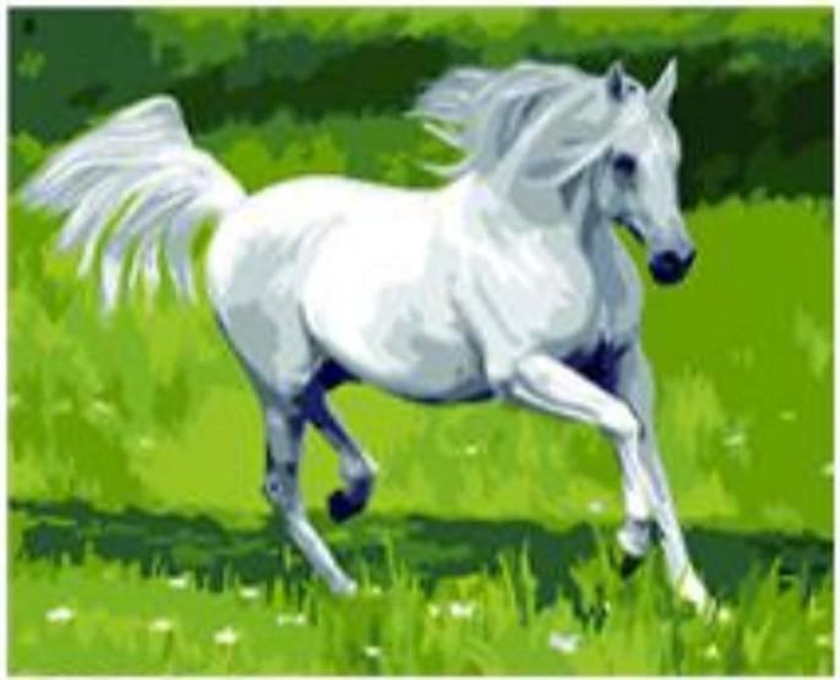 Schilderen op nummer paard – 40 x 50 cm - Paint by number volwassenen – Nummer schilderen voor volwassenen - Hobby en creatief – Hobby materialen volwassenen - diy pakket volwassenen