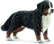 Berner Sennenhond Vrouwtje
