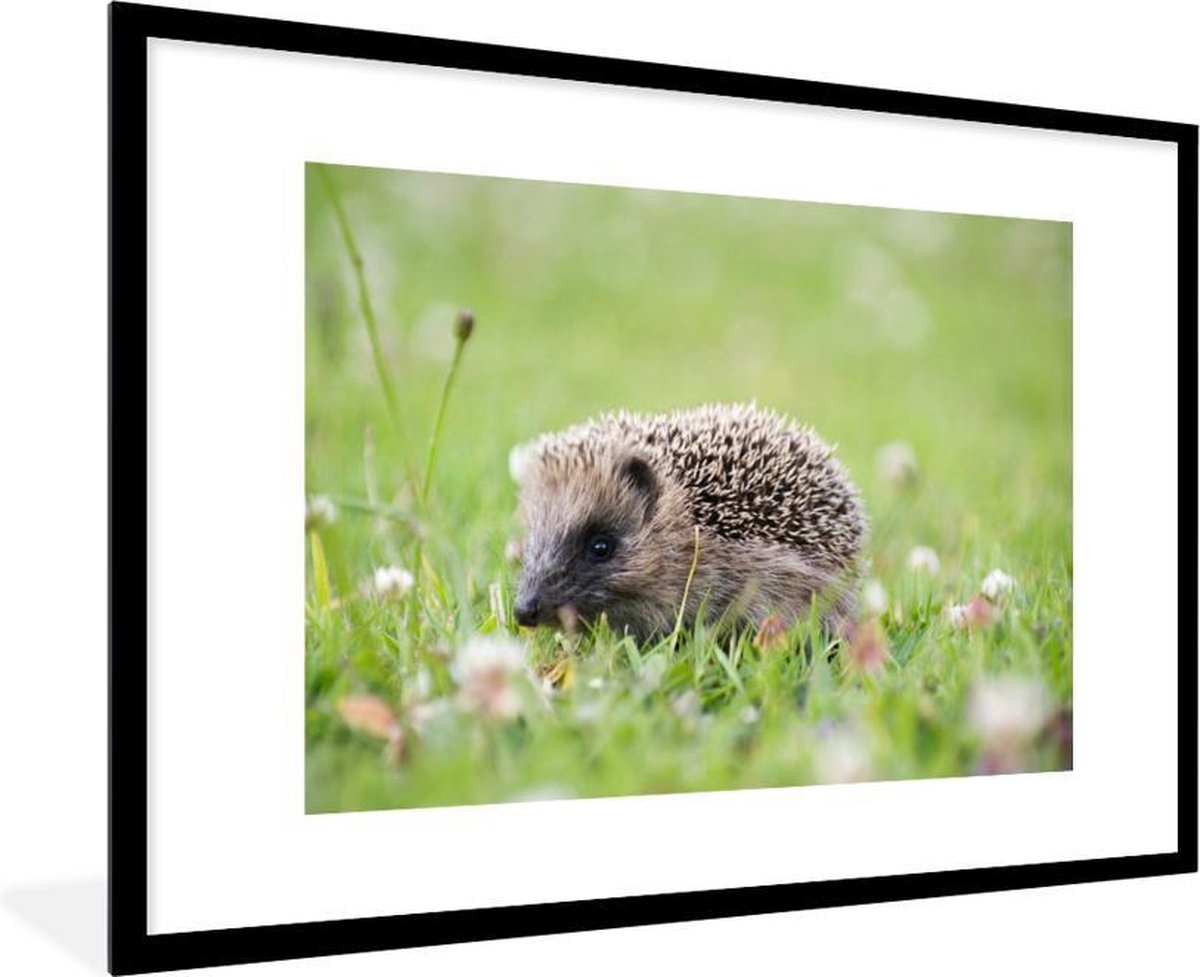 Baby egel op het gras