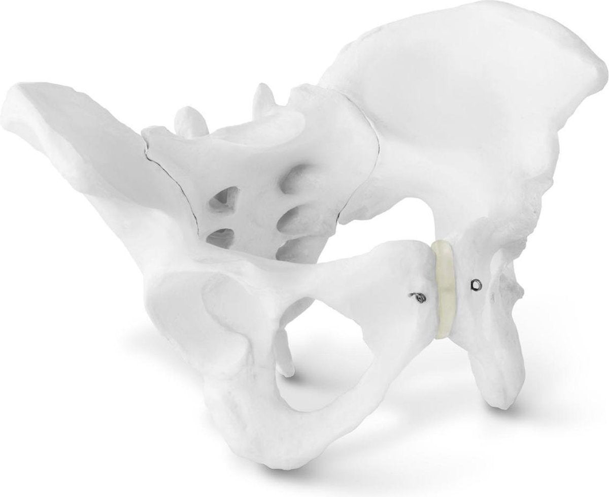 Physa Anatomisch model bekken - vrouw