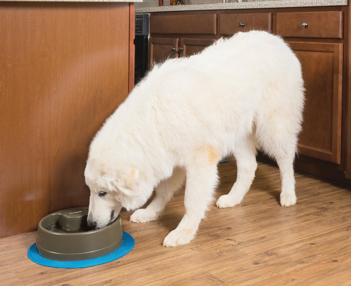 PetSafe Drinkwell® Current Pet Fountain - Drinkfontein voor katten en honden - Continu bewegend water - Water wordt constant door de kom gecirculeerd - 1