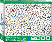 The World of Birds