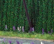 Busch - 8 Stauden Wildlupinen (7/19) * (Bu9792)