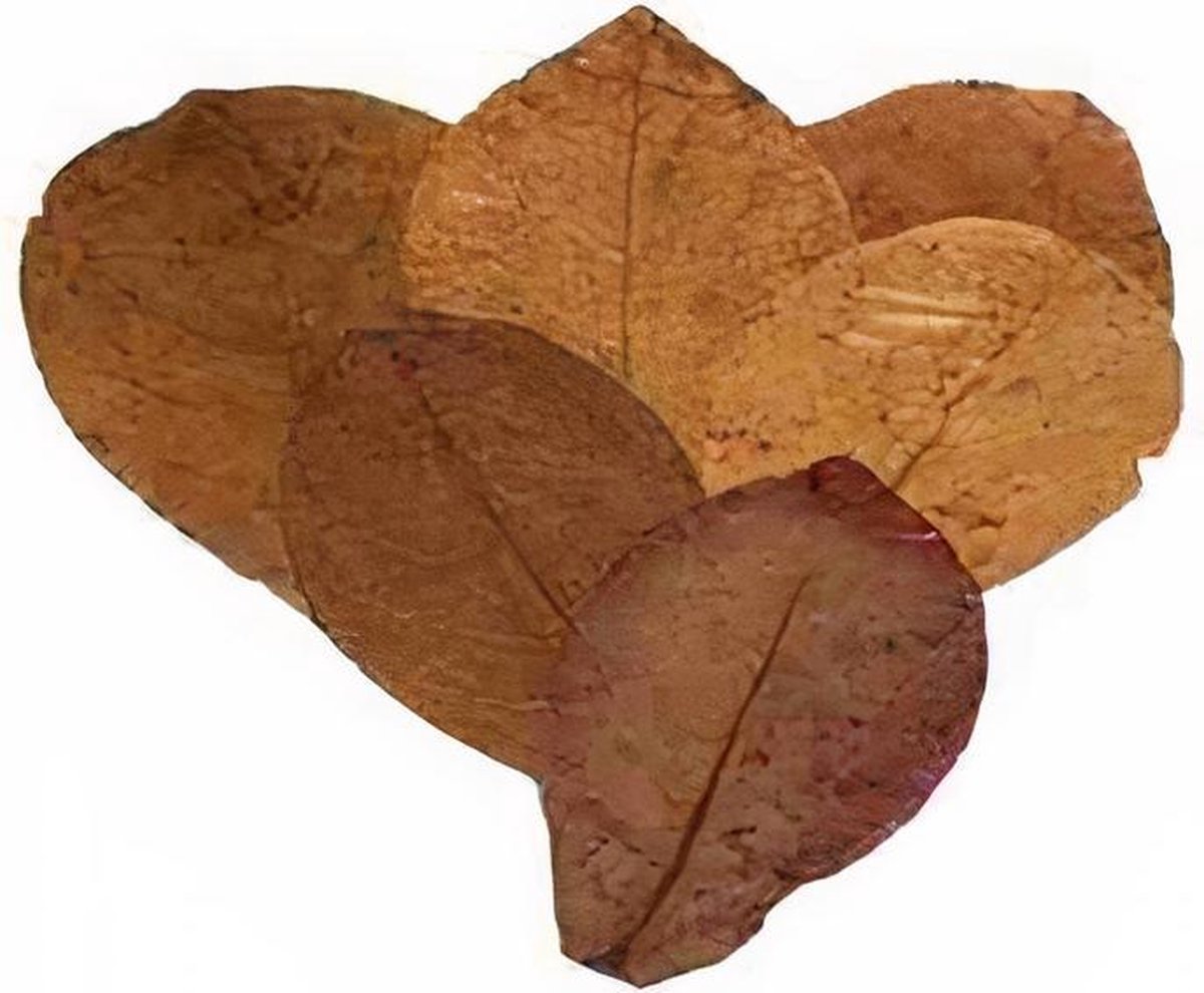 Ceramicnature Bladeren Catappa M Plantaardig Bruin 200 Stuks