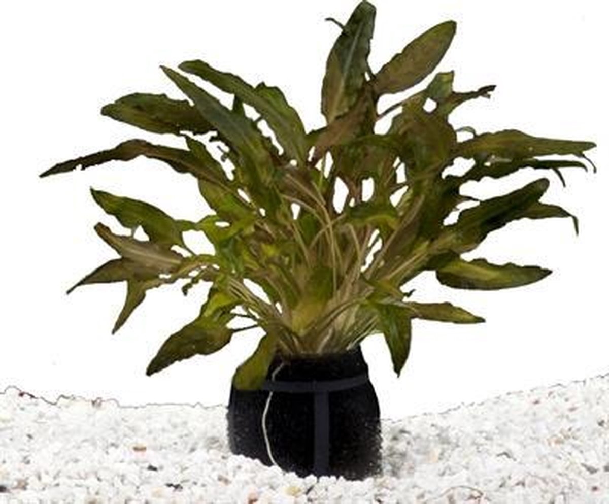Echte Waterplanten Aquarium Pakket Cryptocoryne Pe 5 ST