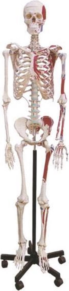 Anatomisch Skelet Timothy (met spierinserties) 180cm