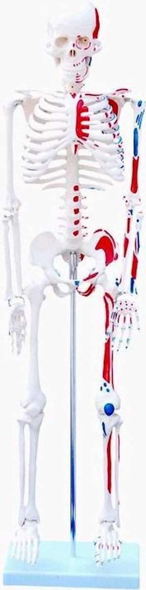 Anatomie model van het menselijk skelet - 85 cm - met spieraanhechtingen - genummerd