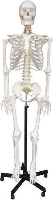 Anatomisch Skelet Freddie (zonder spierinserties) 180cm
