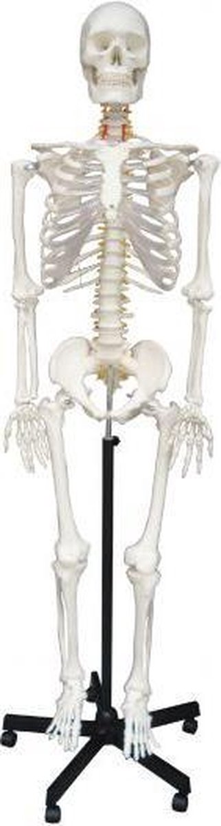 Anatomisch Skelet Freddie (zonder spierinserties) 180cm