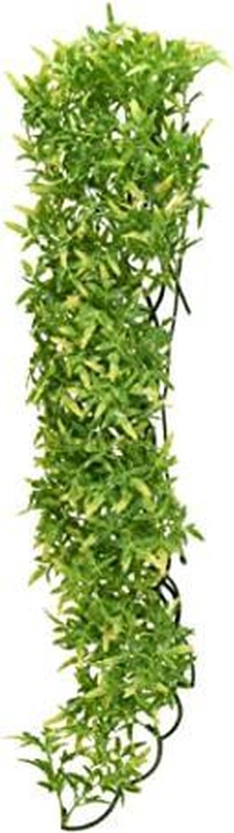 Zoomed - naturalistic flora - Bolivian Croton - medium - terrariumplant