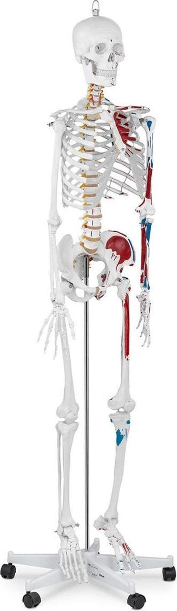 Physa Anatomisch model menselijk skelet PHY-SK-2 - levensgroot