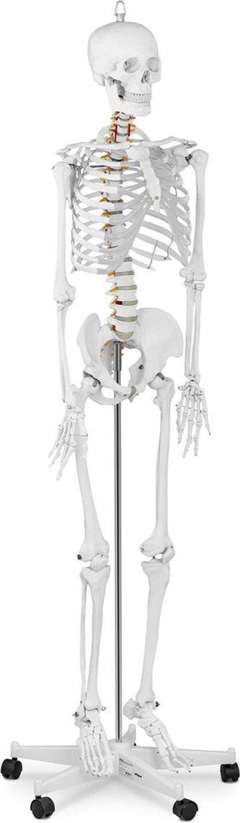 Physa Anatomisch model menselijk skelet PHY-SK-1 - levensgroot