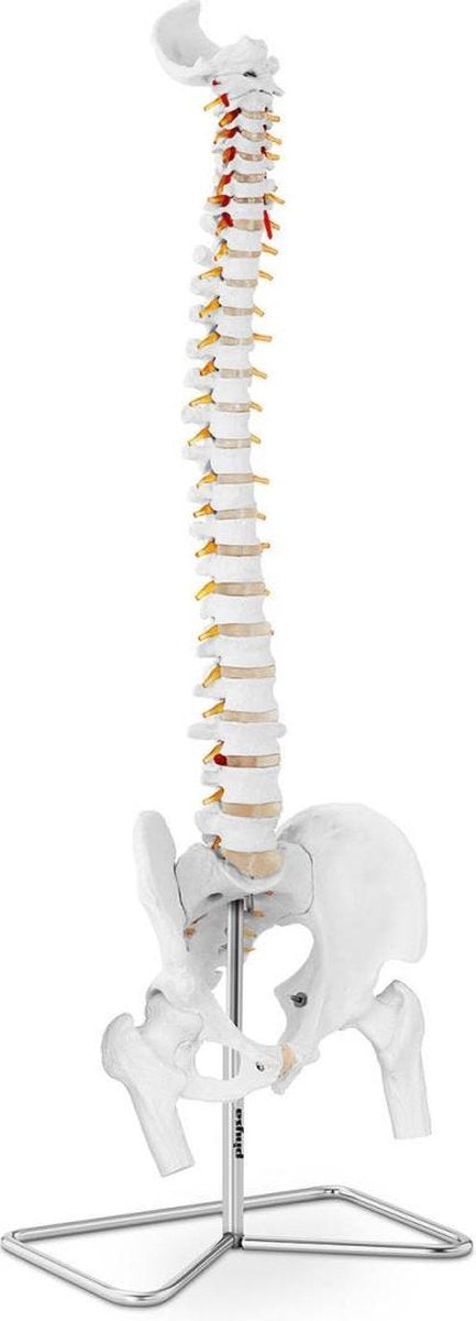 Physa Anatomisch model wervelkolom met bekken PHY-SM-1