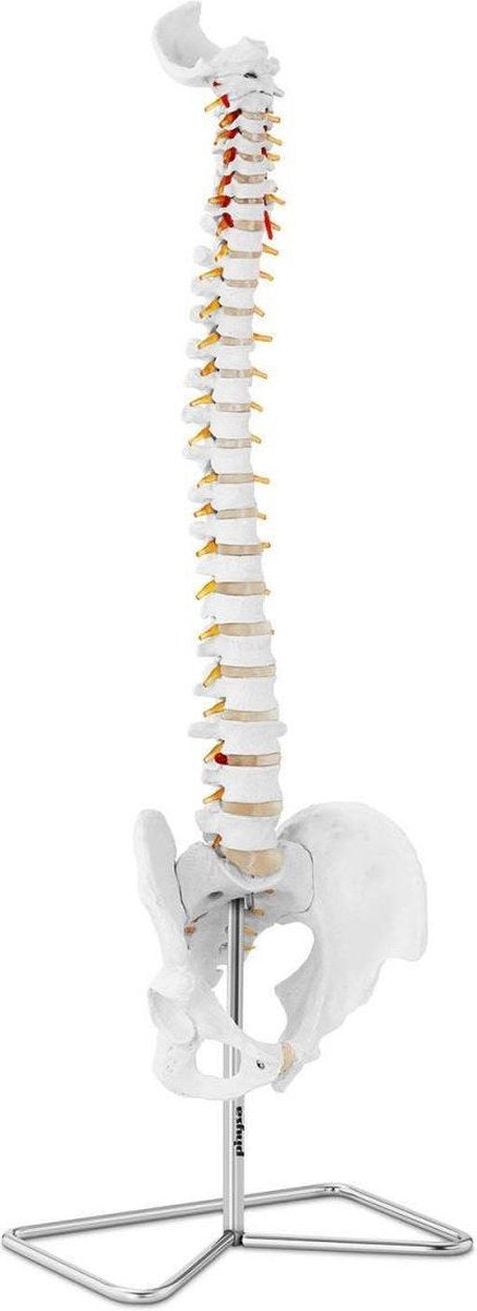 Physa Anatomisch model wervelkolom met bekken PHY-SM-2