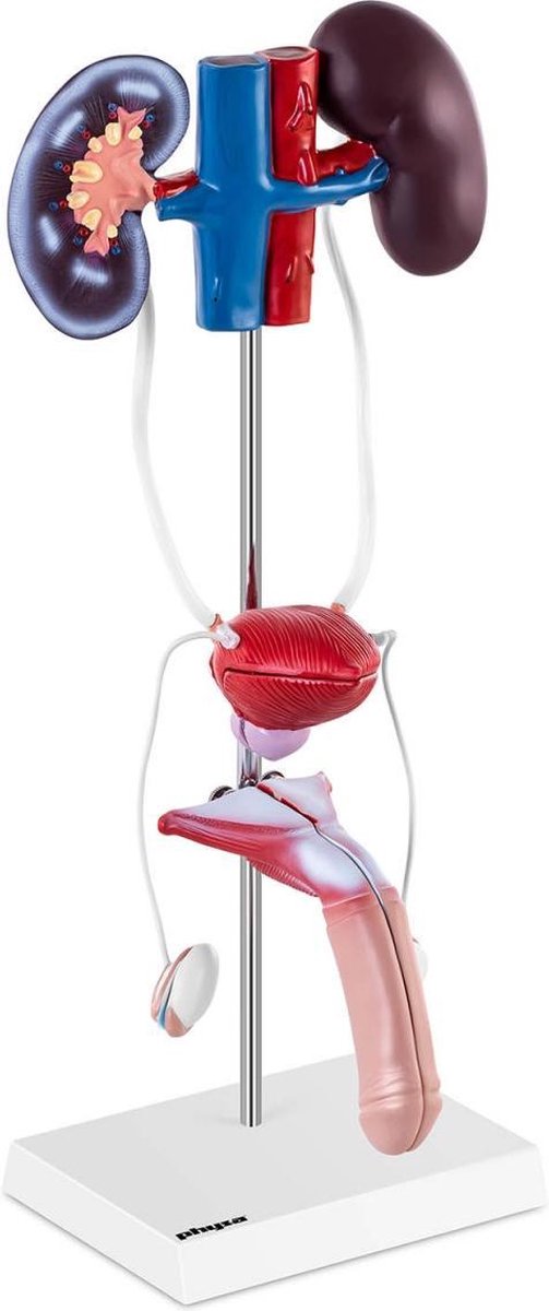physa Anatomiemodel - urogenitaal systeem - mannelijk - levensgroot
