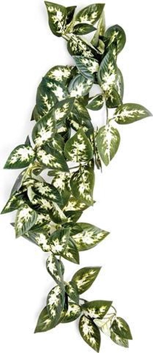 Komodo borneo hangende varen - 40 cm - 1 stuks