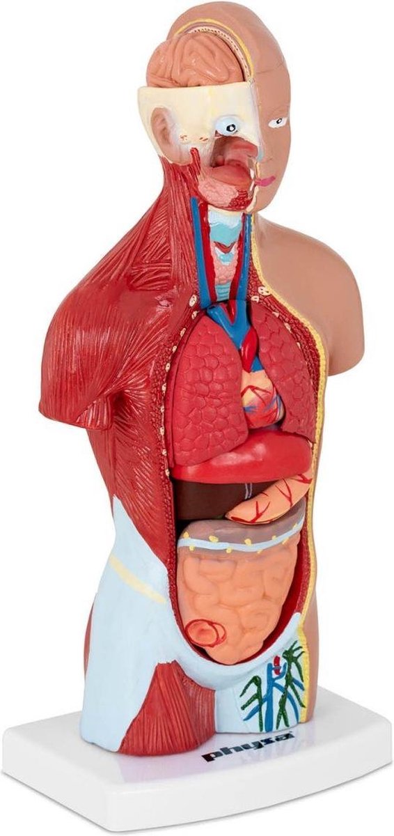 physa Torsomodel - Anatomisch - deelbaar in 15 stukken - 26 cm hoog