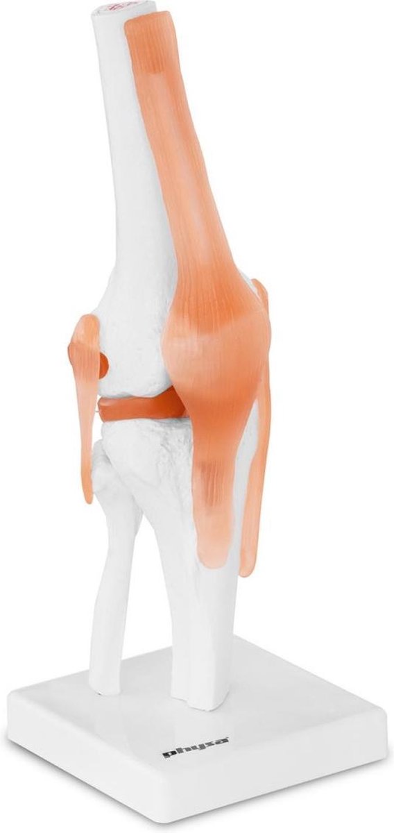Physa Anatomisch model knie