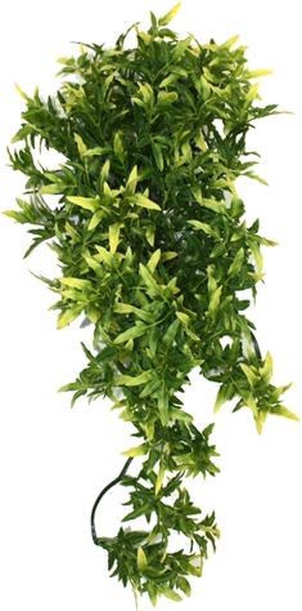 Komodo croton plant - 40 cm - 1 stuks