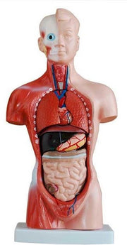 Mini torso van het menselijk lichaam 10cm