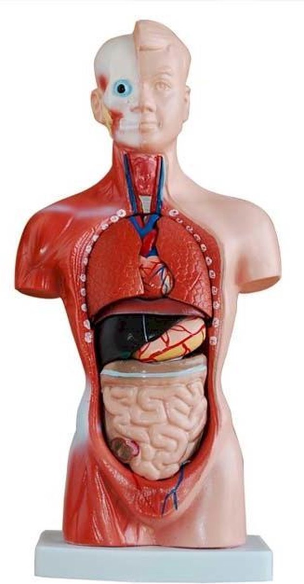 Mini torso van het menselijk lichaam 10cm