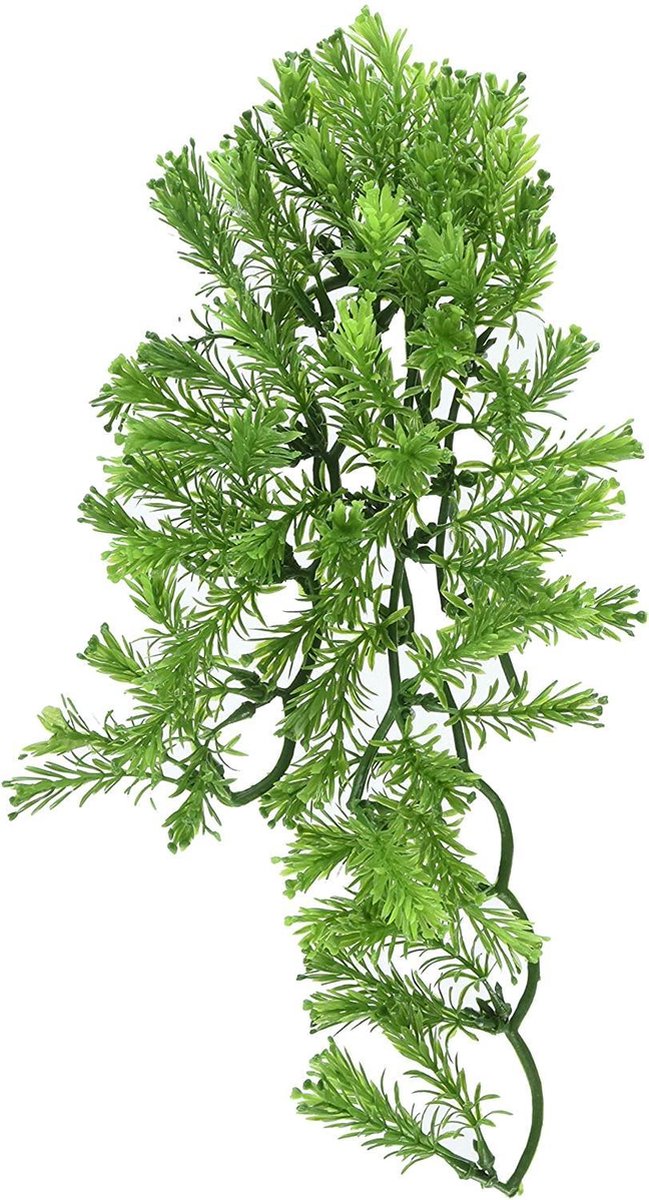 Zoomed Naturalistic Flora - Borneo Star - Large - Terrariumplant