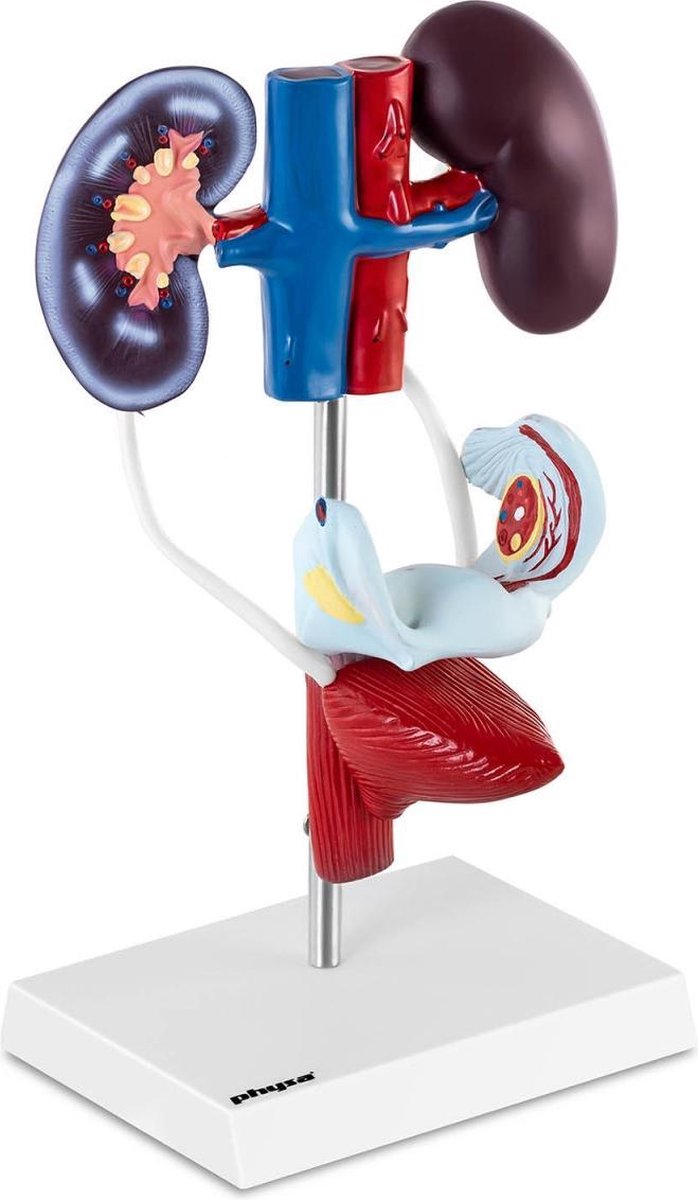 physa Anatomiemodel - urogenitaal systeem - vrouwelijk - levensgroot