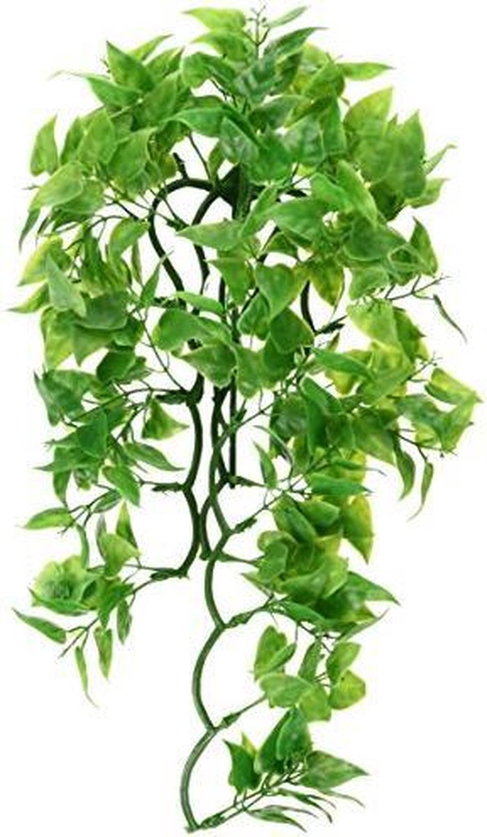 zoomed Naturalistic Flora - Mexican Phyllo - Large - terrariumplant
