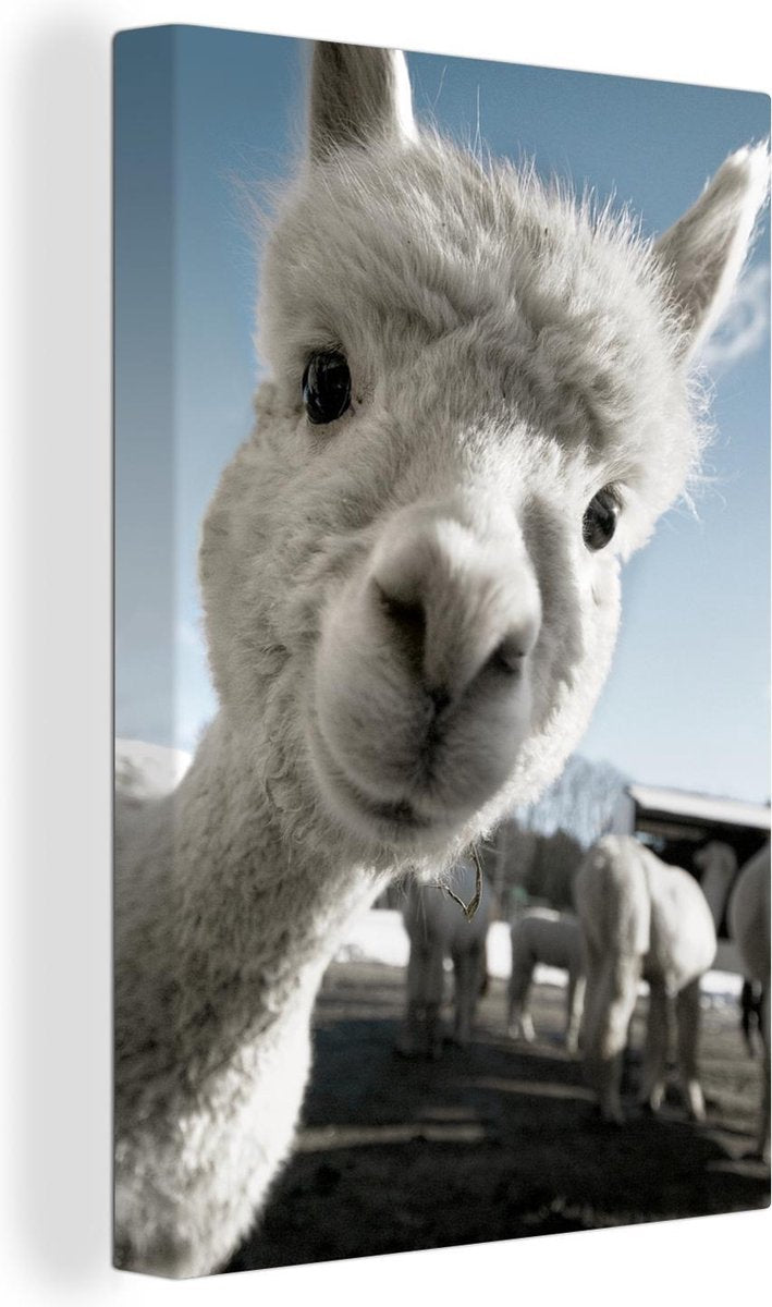 Canvas Schilderijen - Baby alpaca kijkt in de camera - 90x140 cm - Wanddecoratie