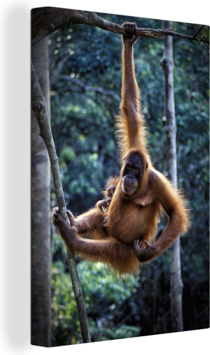 Orang-oetan en baby hangend in het Nationaal park Tanjung Puting Canvas 90x140 cm - Foto print op Canvas schilderij (Wanddecoratie woonkamer / slaapkamer)