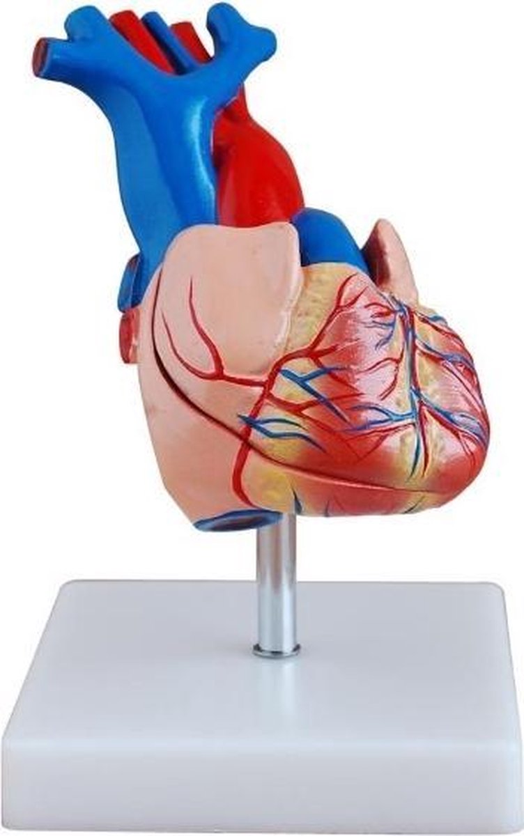 Menselijke hart