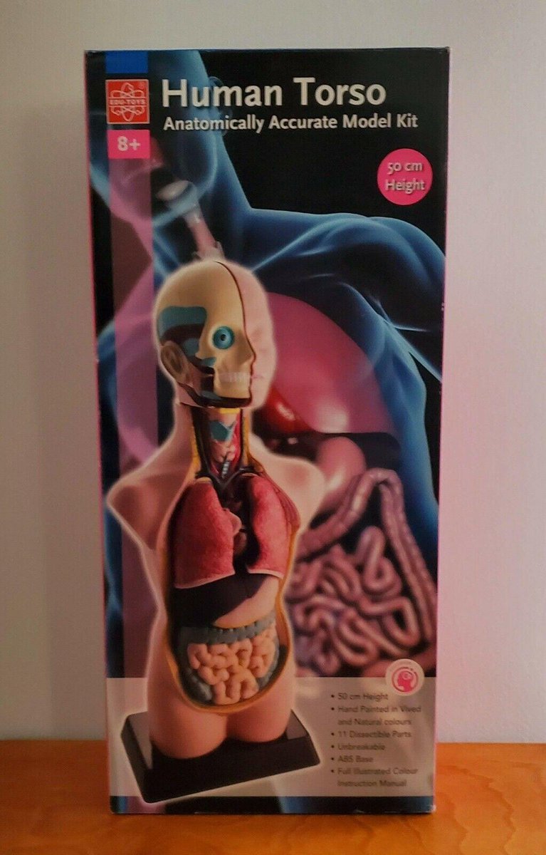 TickiT 1/2 Size Anatomical Torso