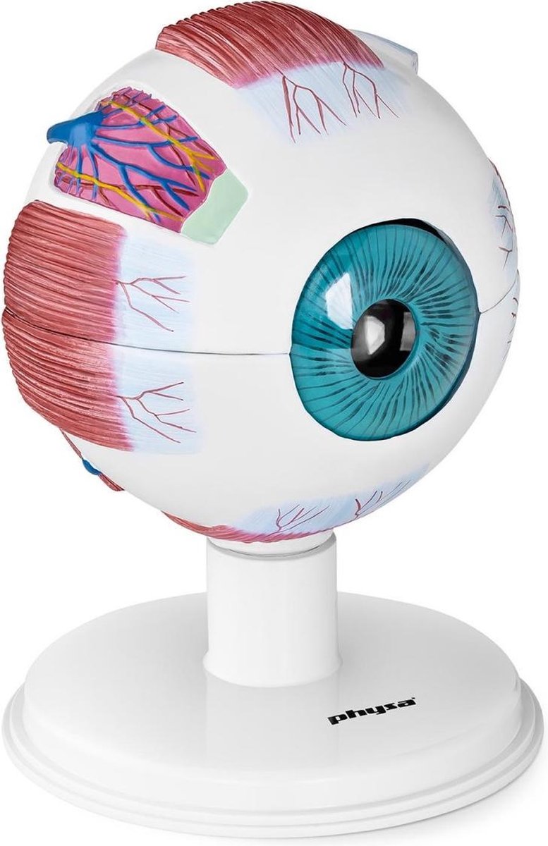 Physa Anatomisch model oog - schaal 6:1